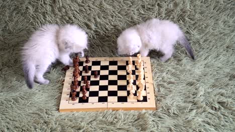 zwei-niedliche-Kätzchen---Großmeister-im-Schach-auf-der-couch