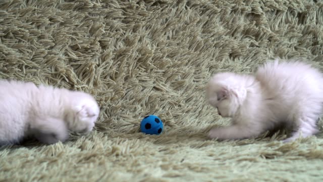 Dos-poco-lindo-blanco-jugando-un-futbol-gatito