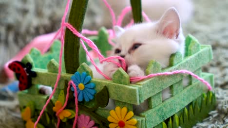 little-kitten-in-basket-with-ball-of-wool