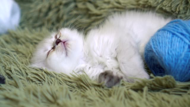 Kitten-falling-asleep-at-home