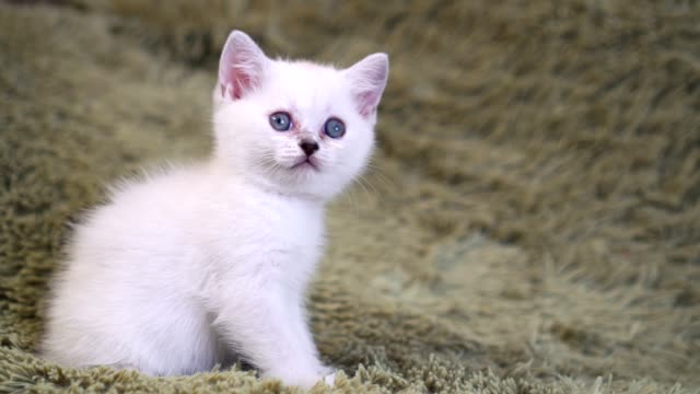 Süße-weiße-Kätzchen-sitzen-auf-dem-Bett
