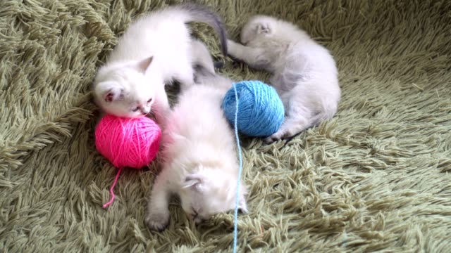 Three-kittens-is-falling-asleep