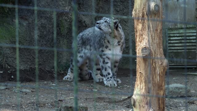 Der-snow-leopard