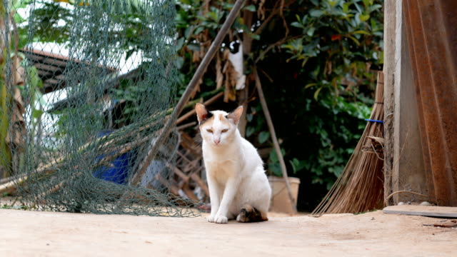 The-cat-living-at-the-countryside-of-Thailand