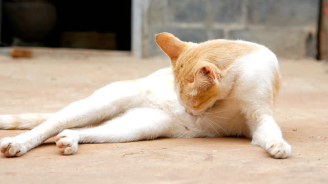Die-Katze-lebt-auf-dem-Land-von-Thailand