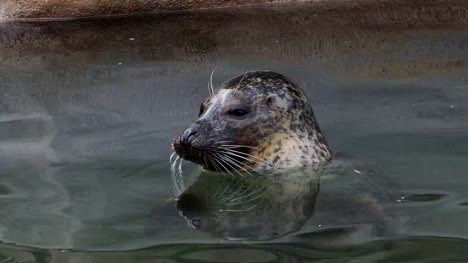 (Phoca-Vitulina)-steckt-seinen-Kopf-aus-dem-Wasser.-Harbor-Seal-ruht-in-Wasser