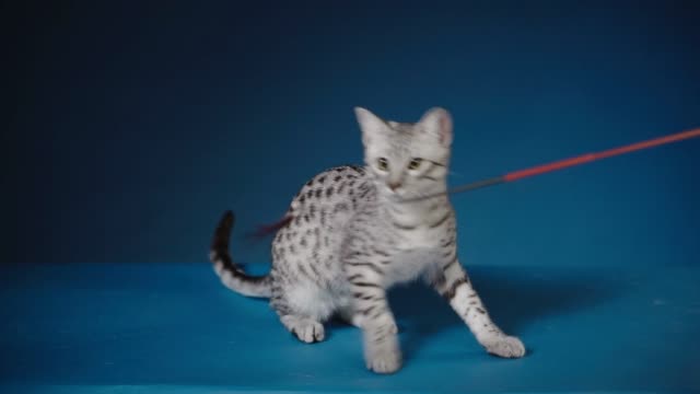 El-gato-Mau-egipcio-jugando-con-un-juguete