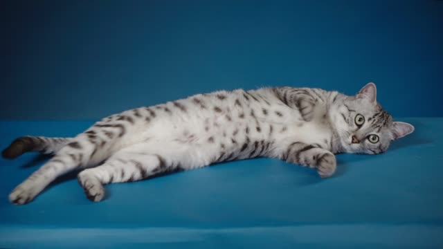 Faule-Katze-ägyptische-Mau-am-Boden-liegend
