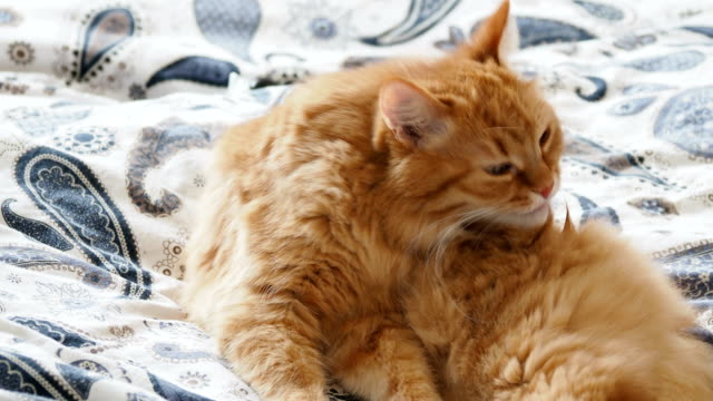 Süße-Ingwer-Katze-im-Bett-liegend.-Flauschige-Pet-ist-seine-Pfoten-lecken-und-Sie-schlafen-gehen.-Gemütliches-Zuhause-Hintergrund