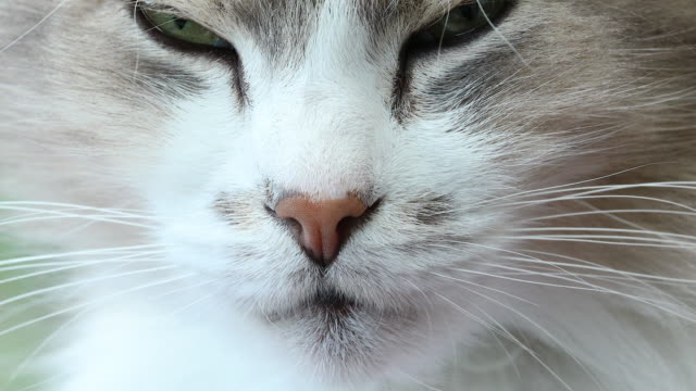 Close-up-Portrait-schöne-weiße-Katze