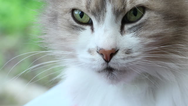 Close-Up-Portrait-of-Beautiful-White-Cat