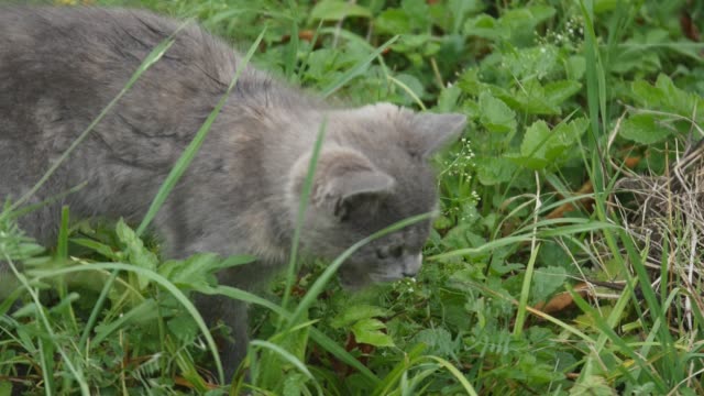 Süße-graue-Katze,-die-zu-Fuß-auf-den-Garten
