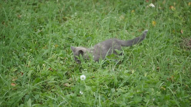 Süße-graue-Katze,-die-zu-Fuß-auf-den-Garten