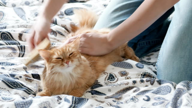 Woman-combs-a-cute-ginger-cat-fur.-Fluffy-pet-frowning-of-pleasure