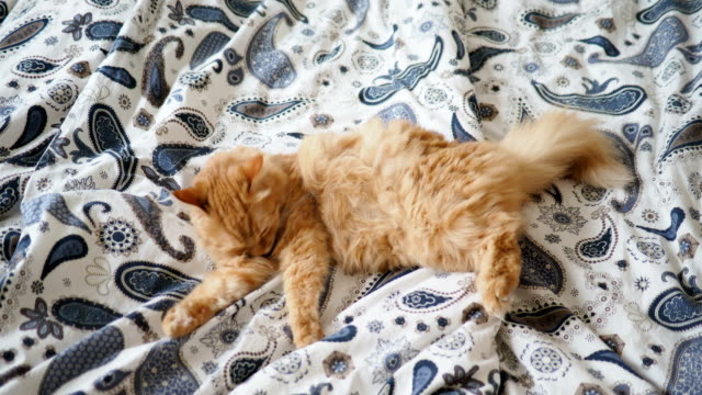 Cute-ginger-cat-lying-in-bed.-Fluffy-pet-is-licking-its-paws.-Cozy-home-background