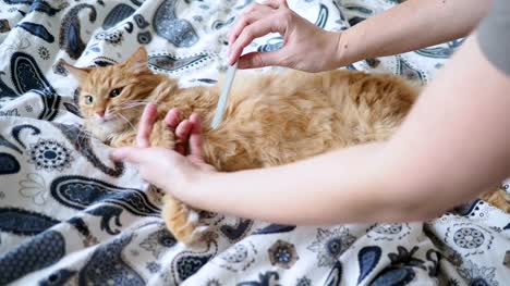Cute-ginger-cat-lying-in-bed.-Women-trying-to-rasp-its-claws-with-nail-file.-Cozy-home-background