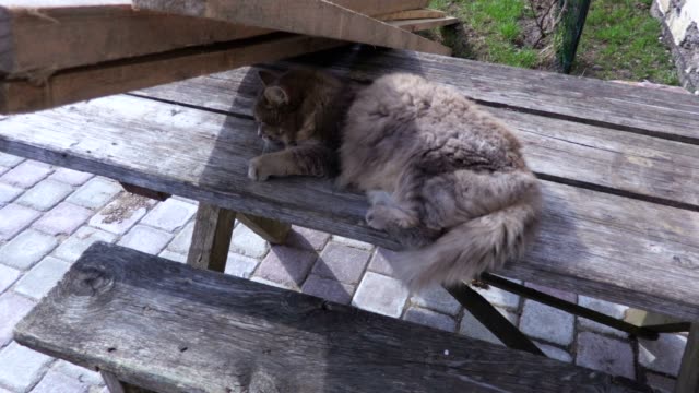 Katze-schläft-auf-dem-Hof-auf-dem-Tisch