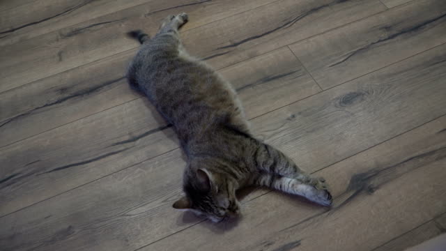 Laminate.-The-cat-lies-on-the-laminate