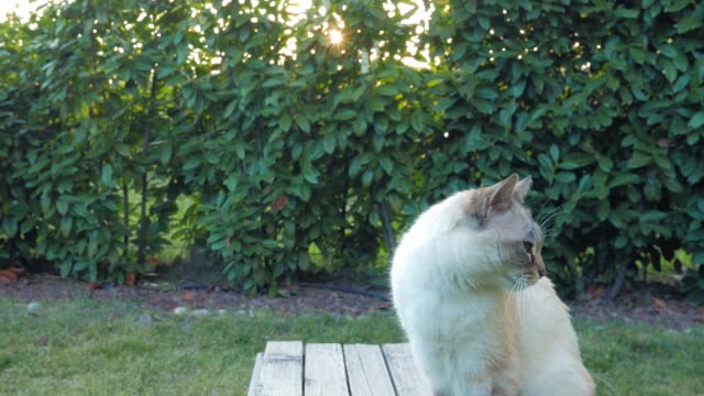 Domestic-cat-portrait-in-backlight-outdoors-in-home-garden
