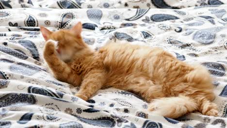 Cute-ginger-cat-lying-in-bed.-Fluffy-pet-is-licking-its-paws-and-going-to-sleep.-Cozy-home-background