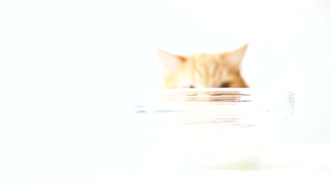 Lindo-gato-jengibre-está-sentado-detrás-de-un-recipiente-de-vidrio-transparente-con-leche.-Animal-doméstico-mullido-quiere-bebida-sabrosa