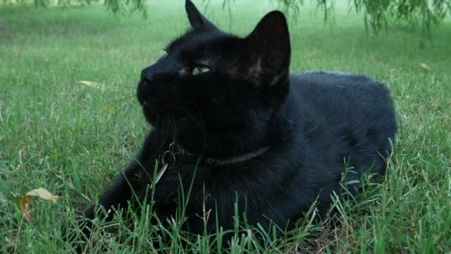 Katze-im-Gras
