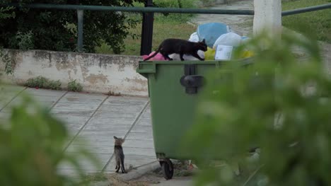Streunende-Katzen-Erkundung-Müllcontainer-um-etwas-zu-essen-bekommen