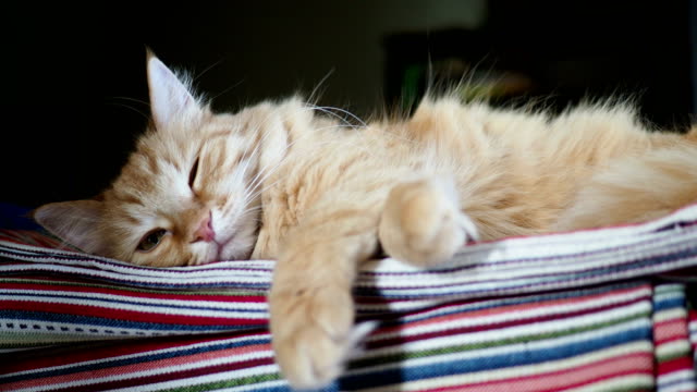 Cute-ginger-cat-lying-on-striped-fabric.-Fluffy-pet-comfortable-settled-to-sleep
