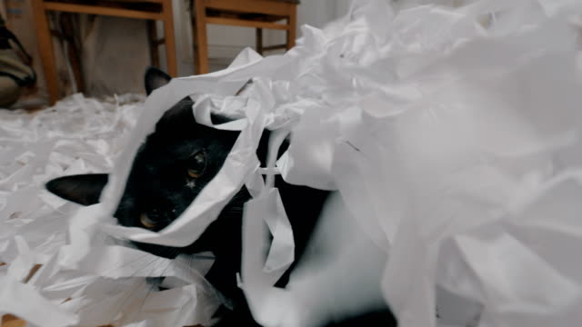 Schwarze-Katze-spielt-mit-Papier-schneiden