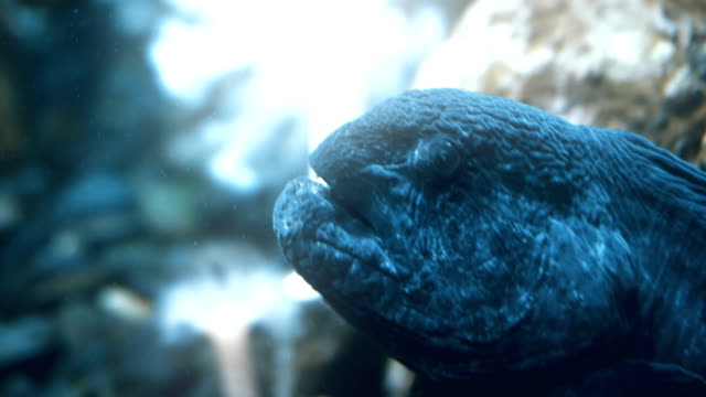 Cinematic-portrait-of-a-wolf-eel.
