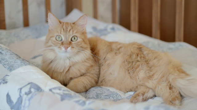 Cute-curious-ginger-cat-lying-in-child-bed.-Fluffy-pet-lying-in-crib.-Cozy-morning-at-home