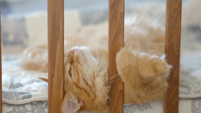 Cute-ginger-cat-lying-in-child-bed.-Fluffy-pet-poked-its-head-between-rails-of-crib.-Cozy-morning-at-home