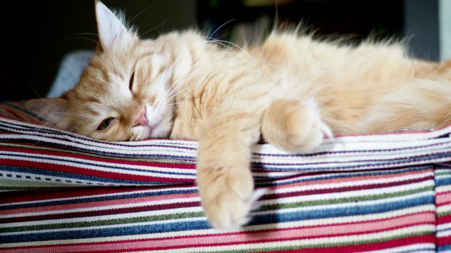 Cute-ginger-cat-lying-on-striped-fabric.-Fluffy-pet-comfortable-settled-to-sleep