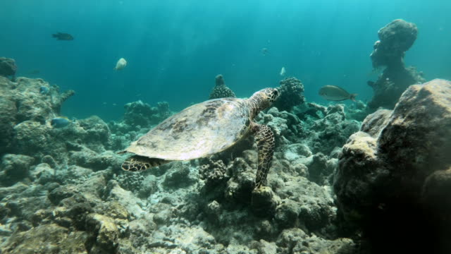 Mar-de-reptil-tortuga-nadando-cerca-de-los-corales-en-aguas-del-océano