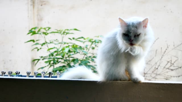 Gatos-blanco-limpiar-ellos-mismos.