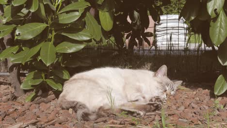 Retrato-de-gato-doméstico,-dormir-al-aire-libre-en-el-jardín-de-casa