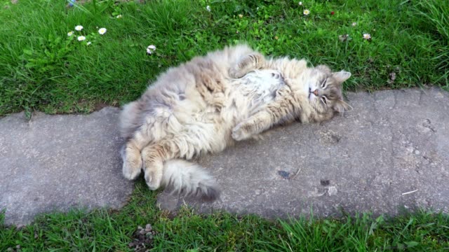 Lustige-Katze-im-Garten