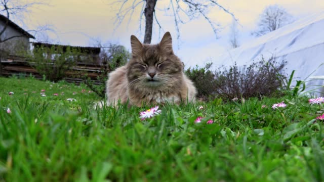 Katze-im-Gras-Schlafen
