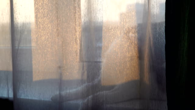 Hauskatze-liegen-am-Fenster-und-lecken-sich.-Blick-durch-transparente-Vorhang-4k