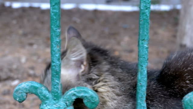 Un-gato-gris-sin-hogar-paseos-en-el-Parque-fuera-de-la-valla-y-las-moscas