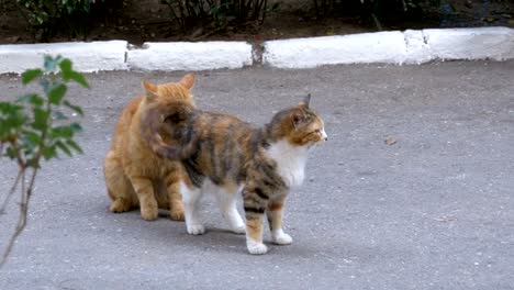 Obdachlose-März-rote-Katze-und-dreifarbige-Katze-im-Stadtpark