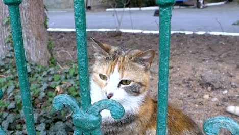 Homeless-three-colored-cat-walks-in-the-park-outside-the-fence-and-flies