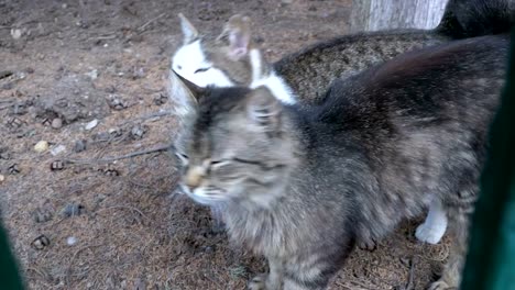 Sin-hogar-gatos-gris-caminan-juntos-en-el-Parque