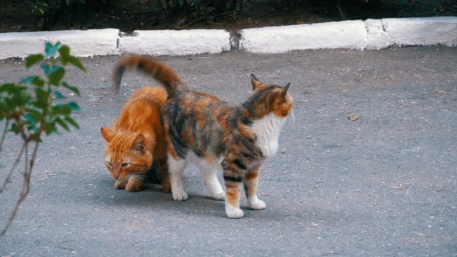 Obdachlose-März-rote-Katze-und-dreifarbige-Katze-im-Stadtpark