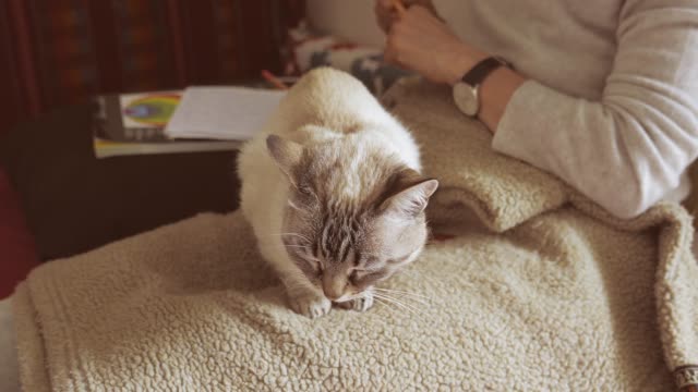 Woman-cuddling-and-petting-domestic-cat-lying-on-legs