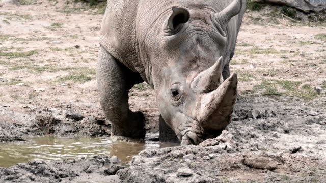 Indian-Rhino-in-einem-Wasserloch.