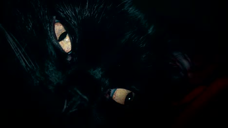 Eine-schwarze-Katze-Gesicht-eng-Schuss