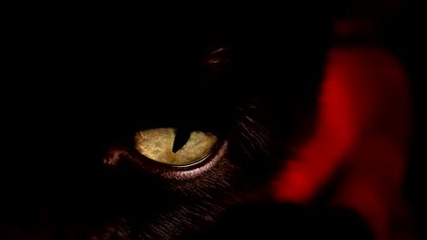 Black-cat's-yellow-eye.