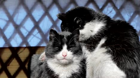 Schwarze-und-Weiße-Katzen-sind-in-der-Sonne-aalen.