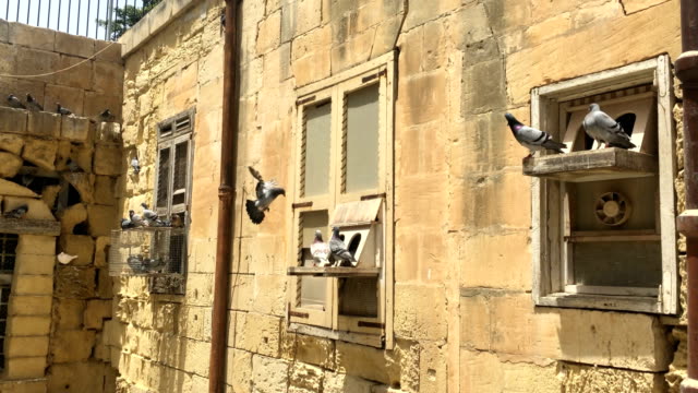 Flock-Of-Pigeons-Standing-On-Shelf